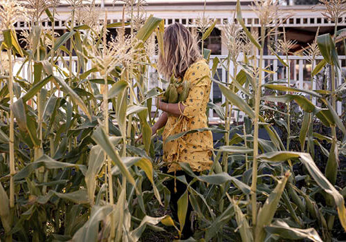 How to grow sweet corn How to grow sweet corn